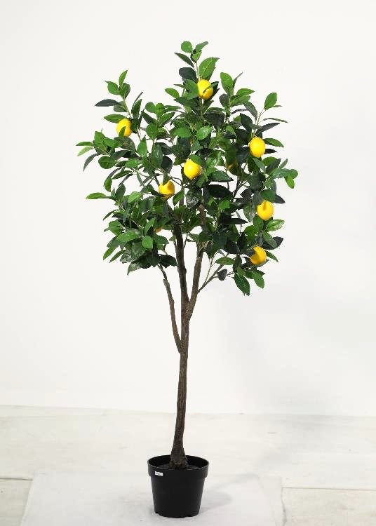 Lemon Tree, a floor-standing tree, 150 cm overall, photographed on a plain pale ground
