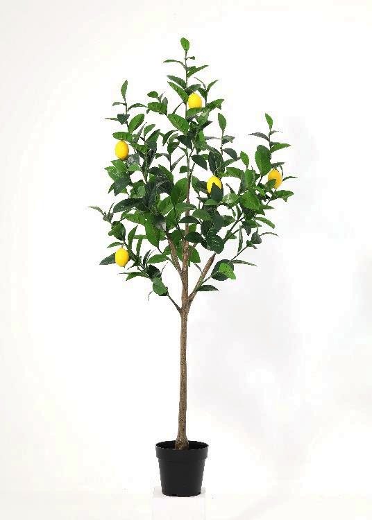 Lemon Tree, a floor-standing tree, 151 cm overall, photographed on a plain pale ground