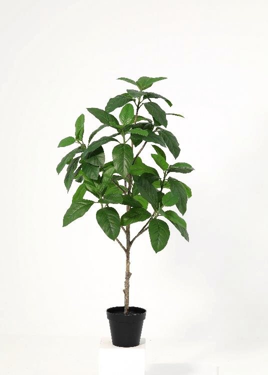 Magnolia, a floor-standing tree, 100 cm overall, photographed on a plain pale ground
