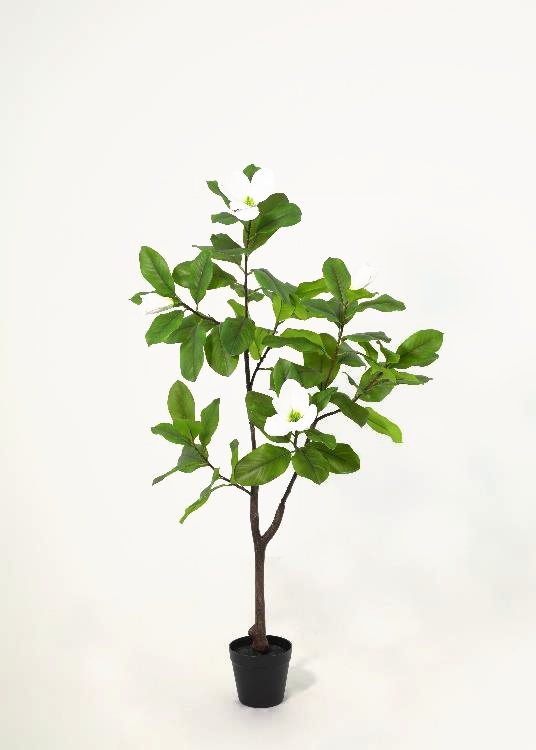 Magnolia, a floor-standing tree, 125 cm overall, photographed on a plain pale ground
