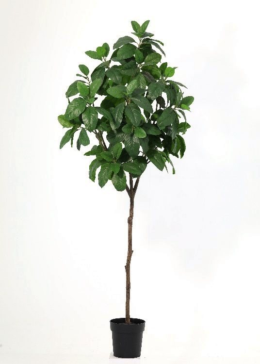 Magnolia, a floor-standing tree, 187 cm overall, photographed on a plain pale ground