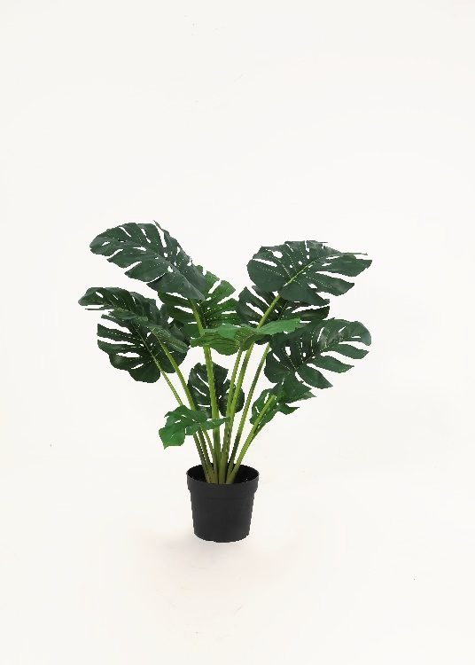 Monstera, a potted plant, 108 cm overall with a 23 cm pot, photographed on a plain pale ground