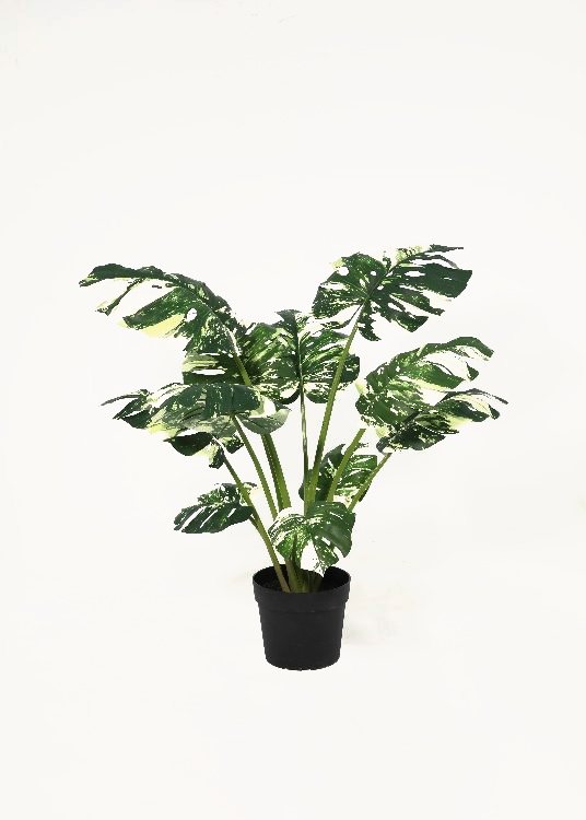 Monstera, variegated, a potted plant, 108 cm overall with a 23 cm pot, photographed on a plain pale ground