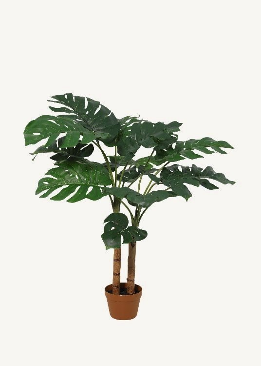 Monstera, a potted plant, 110 cm overall with a 18 cm pot, photographed on a plain pale ground