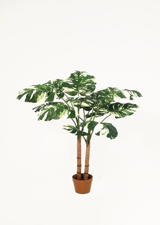 Monstera, variegated, a potted plant, 110 cm overall with a 18 cm pot, photographed on a plain pale ground