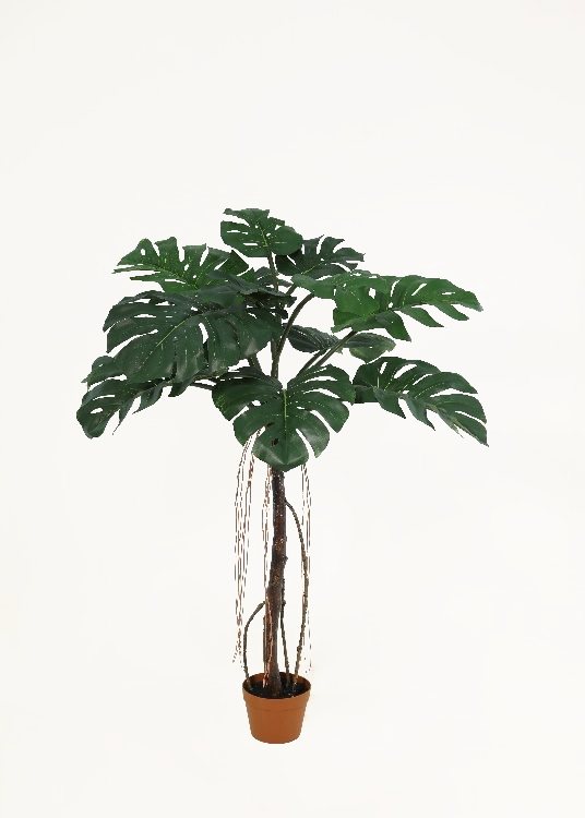 Monstera, a potted plant, 138 cm overall with a 18 cm pot, photographed on a plain pale ground