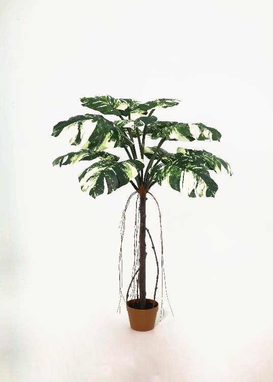 Monstera, variegated, a potted plant, 138 cm overall with a 18 cm pot, photographed on a plain pale ground