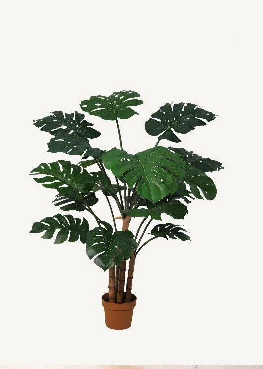 Monstera, a potted plant, 148 cm overall with a 21 cm pot, photographed on a plain pale ground
