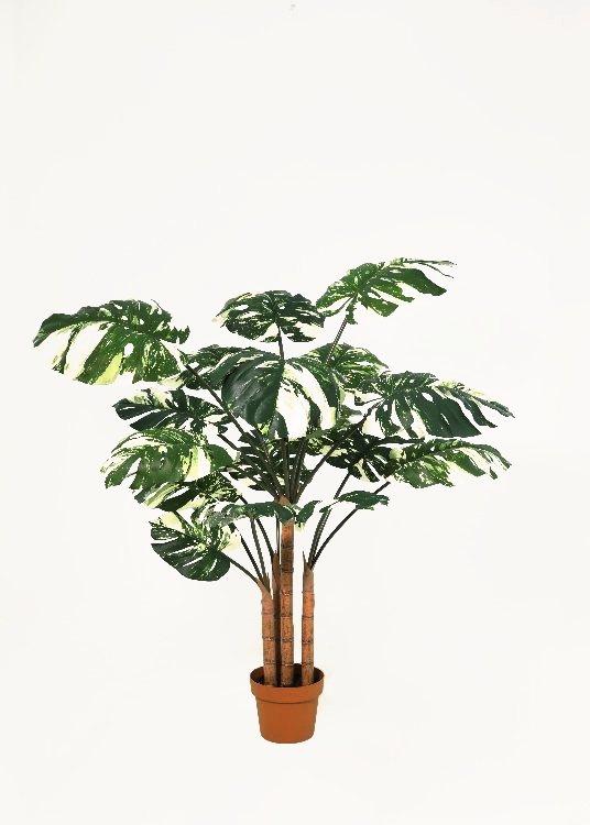 Monstera, variegated, a potted plant, 148 cm overall with a 21 cm pot, photographed on a plain pale ground