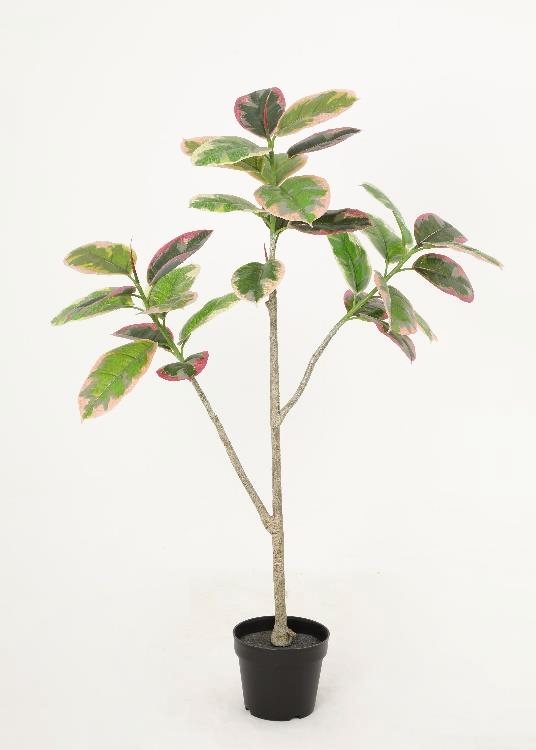 Oak, pink, a floor-standing tree, 123 cm overall, photographed on a plain pale ground