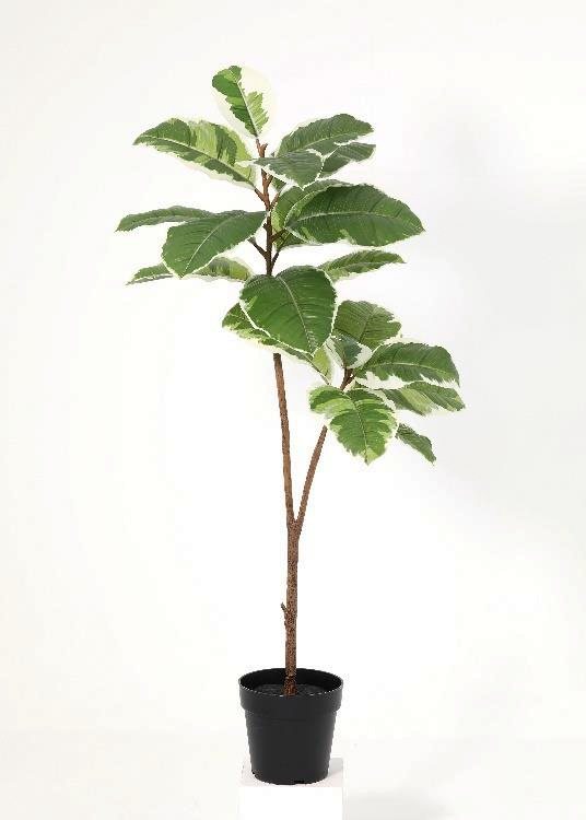Oak, white, a floor-standing tree, 124 cm overall, photographed on a plain pale ground