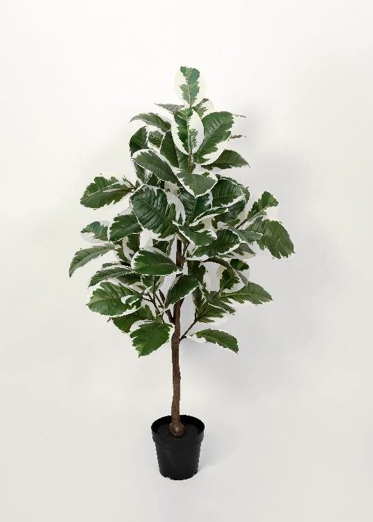 Oak, white, a floor-standing tree, 134 cm overall, photographed on a plain pale ground