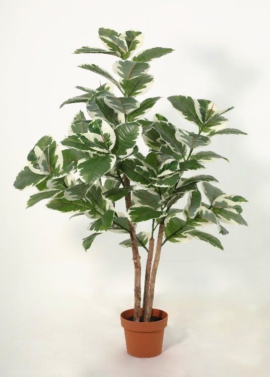 Oak, variegated, a floor-standing tree, 145 cm overall, photographed on a plain pale ground