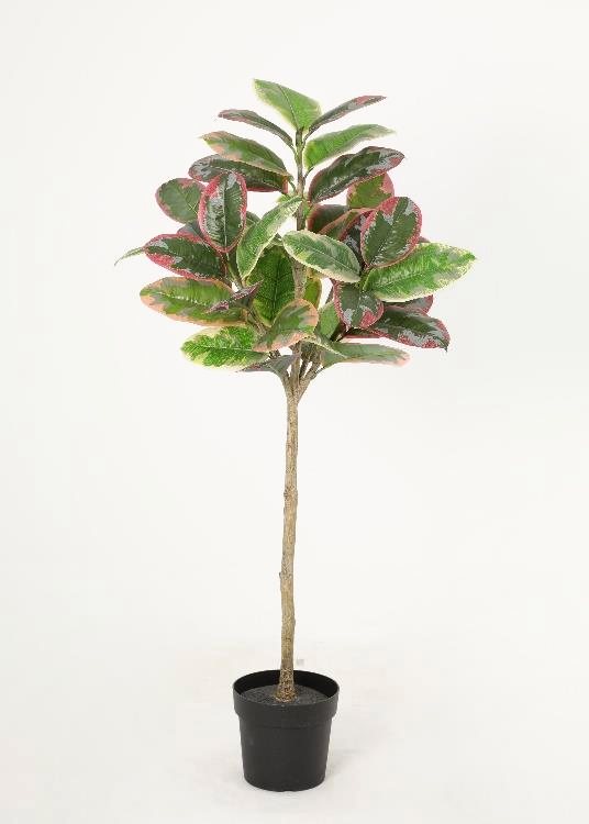 Oak, pink, a floor-standing tree, 148 cm overall, photographed on a plain pale ground