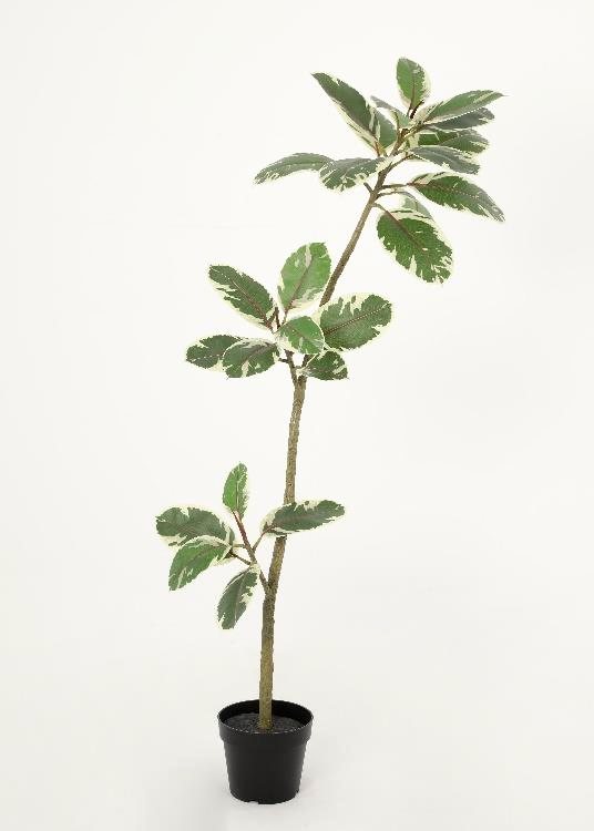 Oak, a floor-standing tree, 152 cm overall, photographed on a plain pale ground