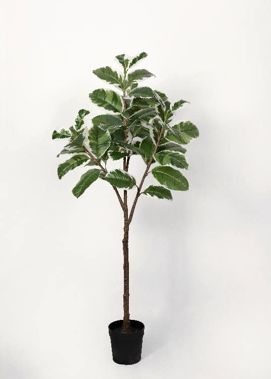 Oak, white, a floor-standing tree, 175 cm overall, photographed on a plain pale ground