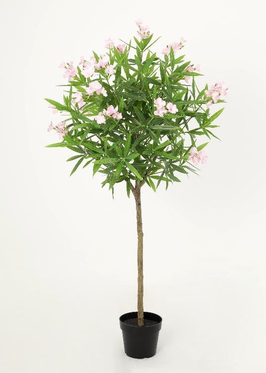 Oleander, a floor-standing tree, 150 cm overall, photographed on a plain pale ground