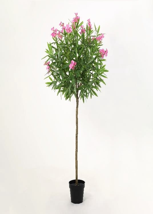 Oleander, a floor-standing tree, 150 cm overall, photographed on a plain pale ground