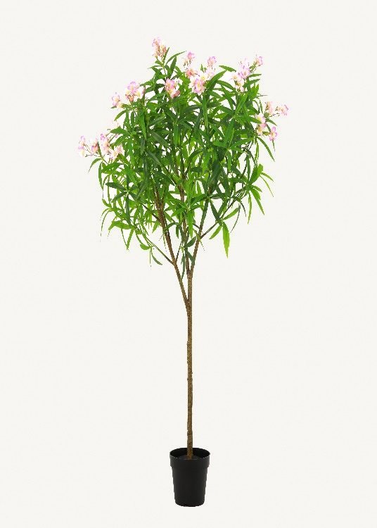 Oleander, pink, a floor-standing tree, 150 cm overall, photographed on a plain pale ground