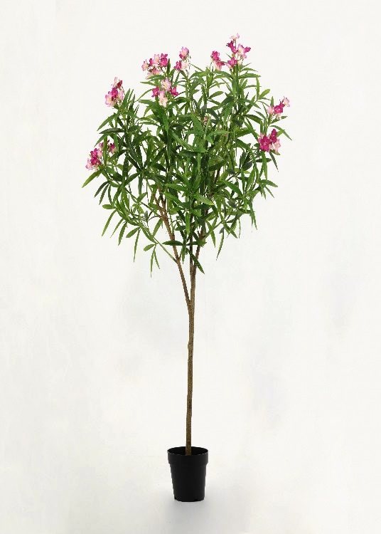 Oleander, red, a floor-standing tree, 150 cm overall, photographed on a plain pale ground