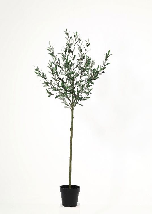 Olive, a floor-standing tree, 150 cm overall, photographed on a plain pale ground