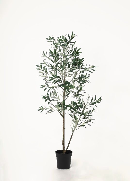 Olive, a floor-standing tree, 158 cm overall with a 19 cm pot, photographed on a plain pale ground