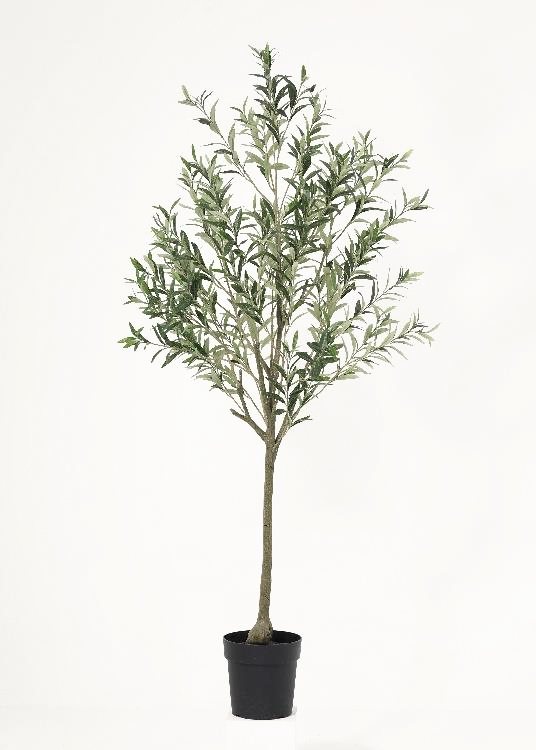 Olive, a floor-standing tree, 172 cm overall, photographed on a plain pale ground
