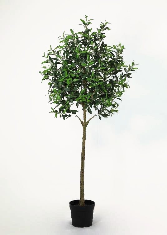Olive, a floor-standing tree, 190 cm overall, photographed on a plain pale ground