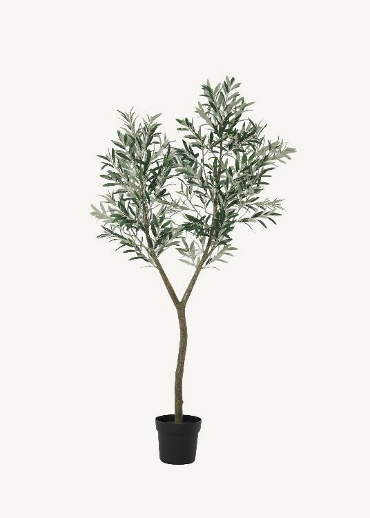 Olive, a floor-standing tree, 192 cm overall with a 21 cm pot, photographed on a plain pale ground