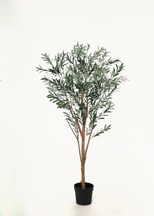 Olive, a floor-standing tree, 195 cm overall with a 23 cm pot, photographed on a plain pale ground