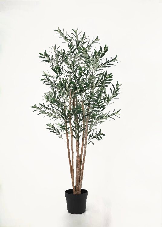 Olive, a floor-standing tree, 196 cm overall with a 23 cm pot, photographed on a plain pale ground