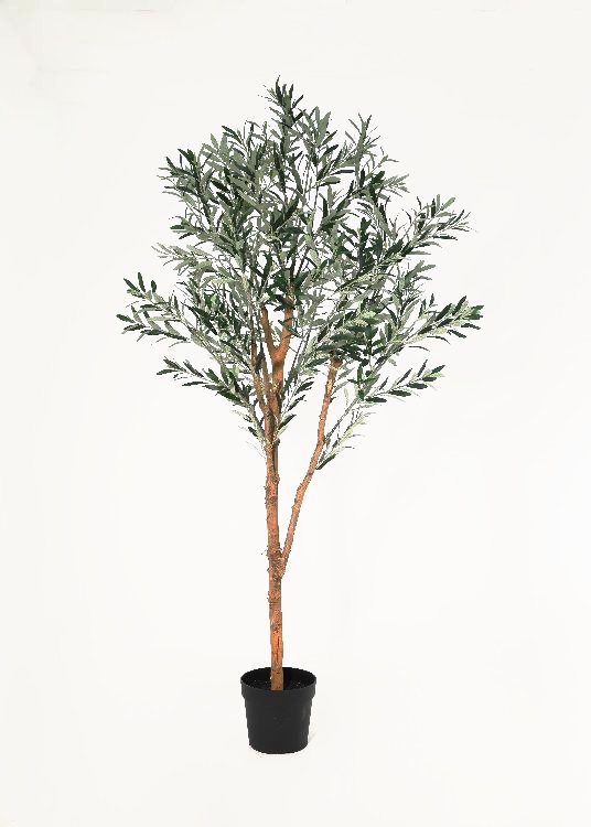 Olive, a floor-standing tree, 210 cm overall with a 23 cm pot, photographed on a plain pale ground