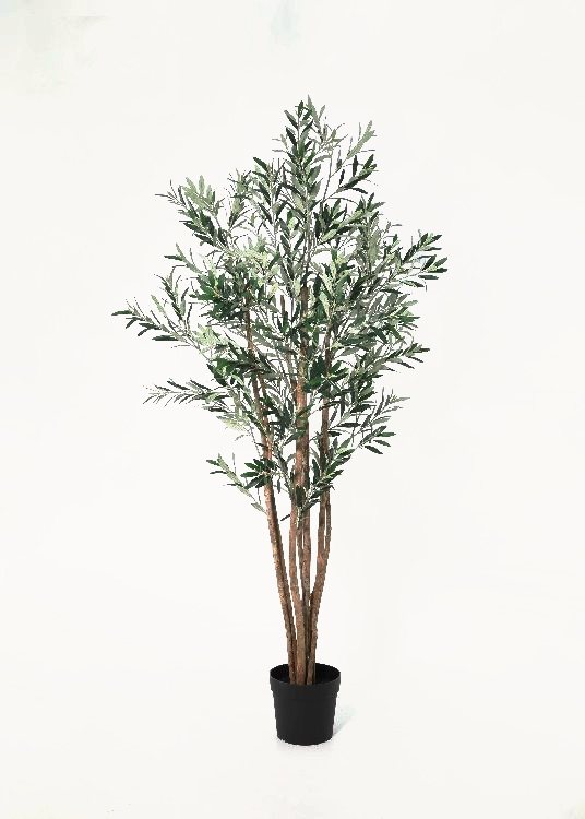 Olive, a floor-standing tree, 215 cm overall with a 23 cm pot, photographed on a plain pale ground