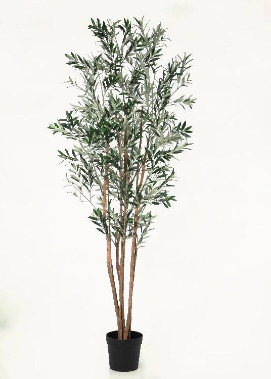 Olive, a floor-standing tree, 233 cm overall with a 23 cm pot, photographed on a plain pale ground