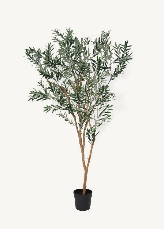 Olive, a floor-standing tree, 235 cm overall with a 23 cm pot, photographed on a plain pale ground