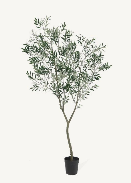 Olive, a floor-standing tree, 236 cm overall, photographed on a plain pale ground