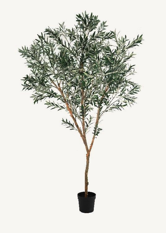 Olive, a floor-standing tree, 255 cm overall with a 23 cm pot, photographed on a plain pale ground