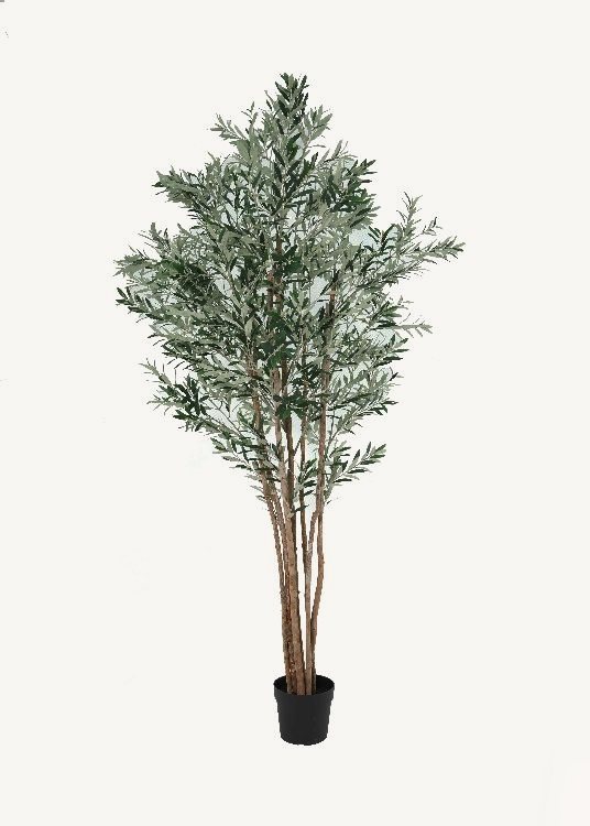 Olive, a floor-standing tree, 265 cm overall with a 23 cm pot, photographed on a plain pale ground