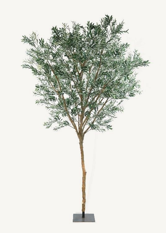 Olive, a floor-standing tree, 370 cm overall, photographed on a plain pale ground
