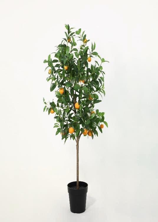 Orange Tree, orange, a floor-standing tree, 153 cm overall, photographed on a plain pale ground