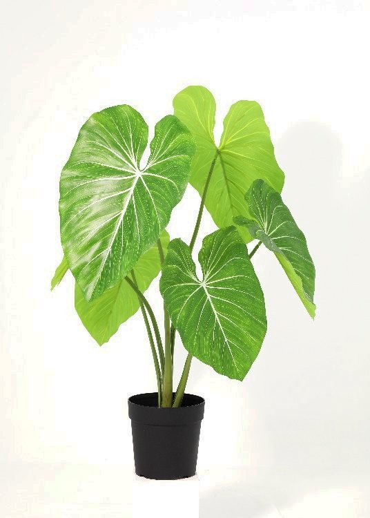 Philodendron, a potted plant, 103 cm overall, photographed on a plain pale ground