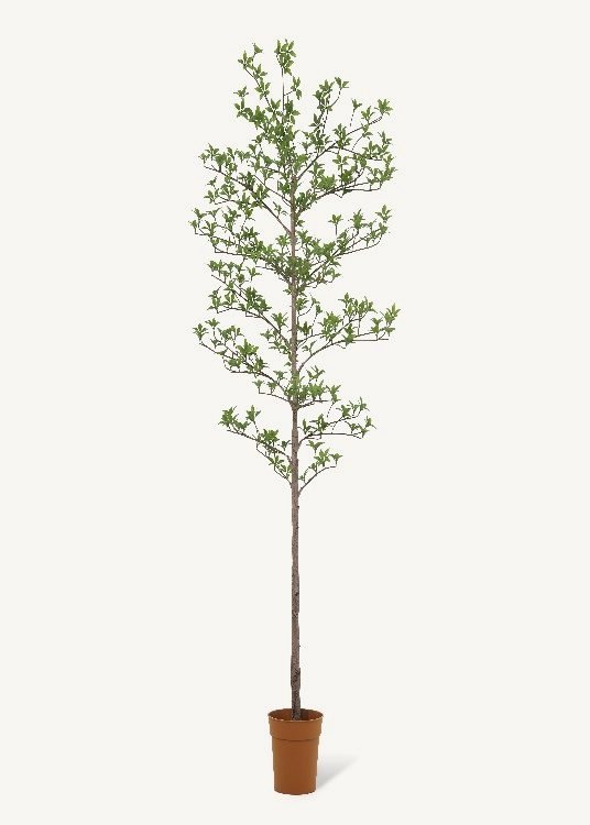 Pieris, a potted plant, 165 cm overall with a 23 cm pot, photographed on a plain pale ground