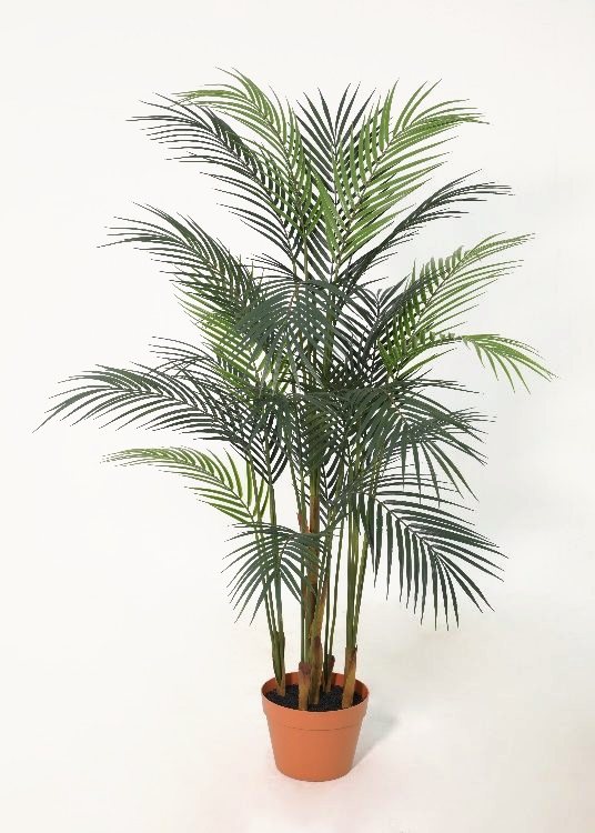 Palm, a floor-standing tree, 112 cm overall with a 17 cm pot, photographed on a plain pale ground