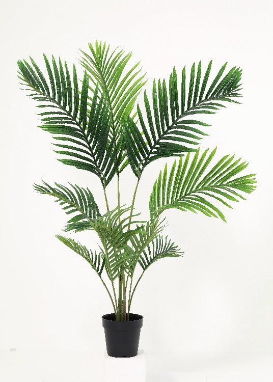 Palm, a floor-standing tree, 130 cm overall, photographed on a plain pale ground
