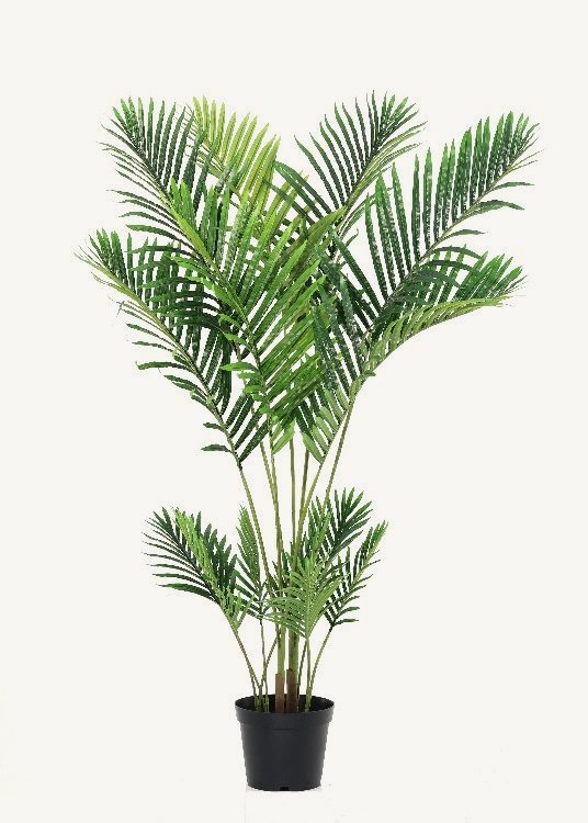 Palm, a floor-standing tree, 160 cm overall, photographed on a plain pale ground