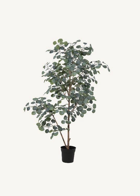 Round-Leaf Eucalyptus, a floor-standing tree, 160 cm overall with a 19 cm pot, photographed on a plain pale ground