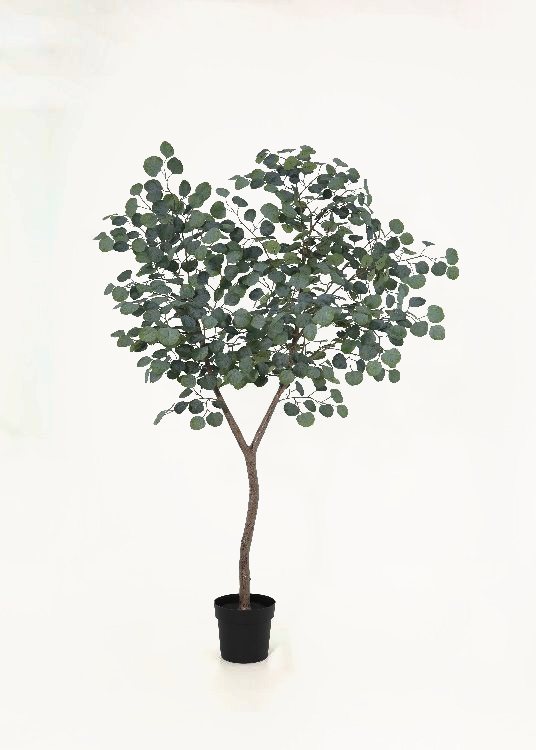 Round-Leaf Eucalyptus, a floor-standing tree, 190 cm overall with a 21 cm pot, photographed on a plain pale ground