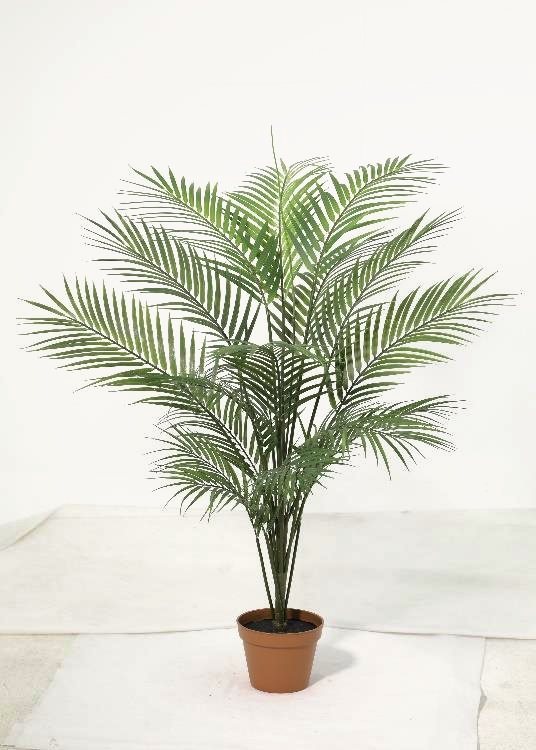 Sunflower, a potted plant, 120 cm overall, photographed on a plain pale ground