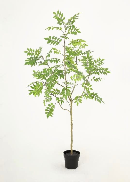 Toona, a floor-standing tree, 194 cm overall, photographed on a plain pale ground