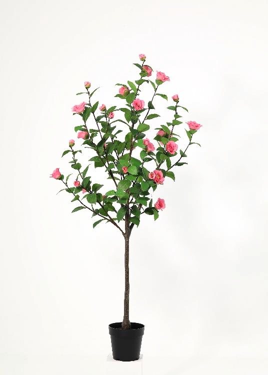 Tea Rose Tree, a floor-standing tree, 126 cm overall, photographed on a plain pale ground